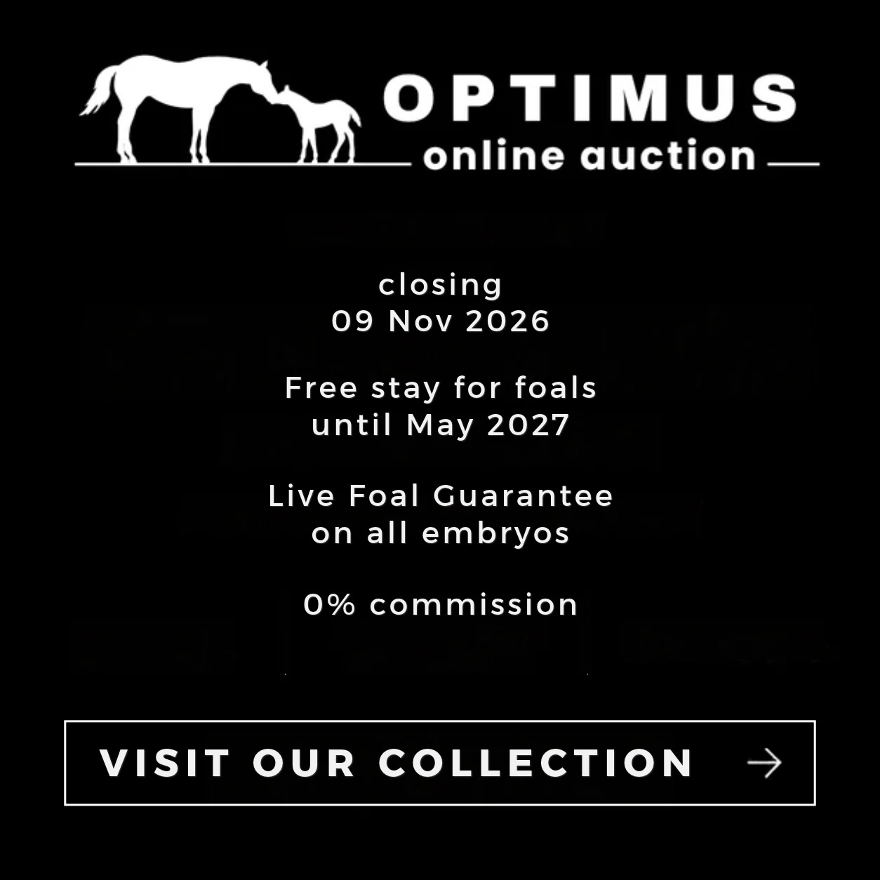 Discover our auction collection