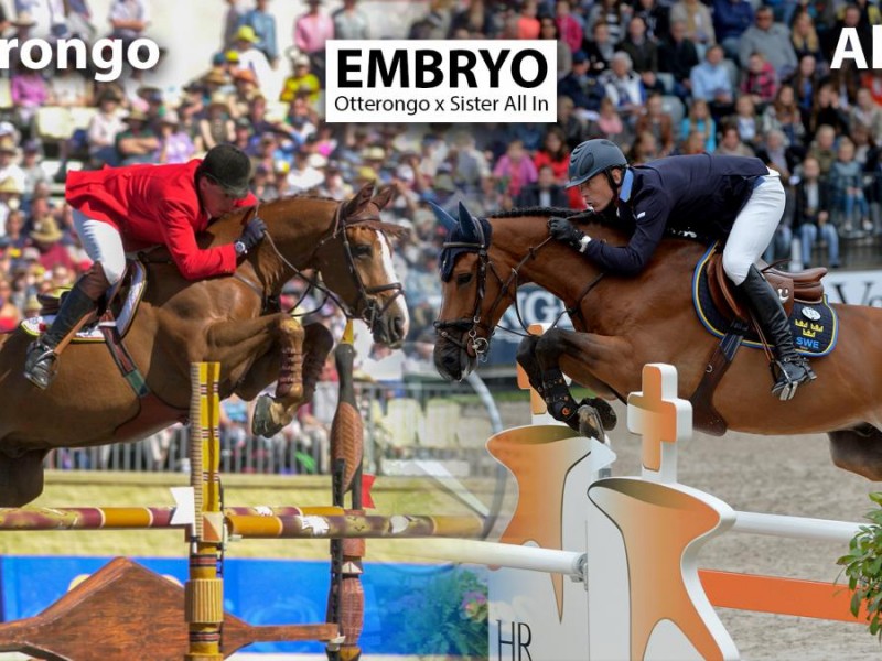Ludo Philippaerts buys embryo from sister H&M All In on embryoauction