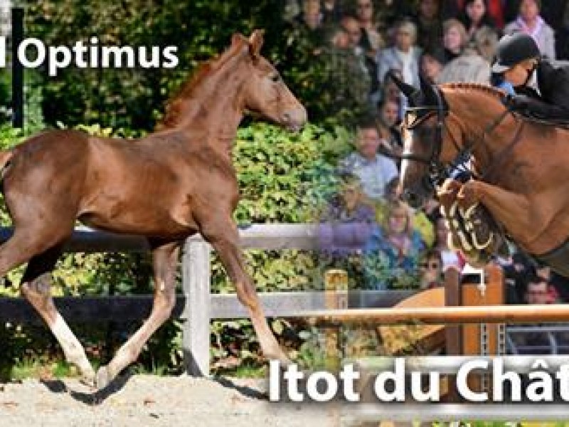 Tonight 5 foals for sale on HippoChamp