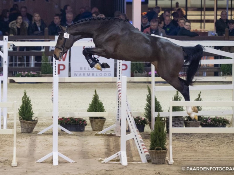 Caesar Optimus approved for third phase of the BWP stallion selection