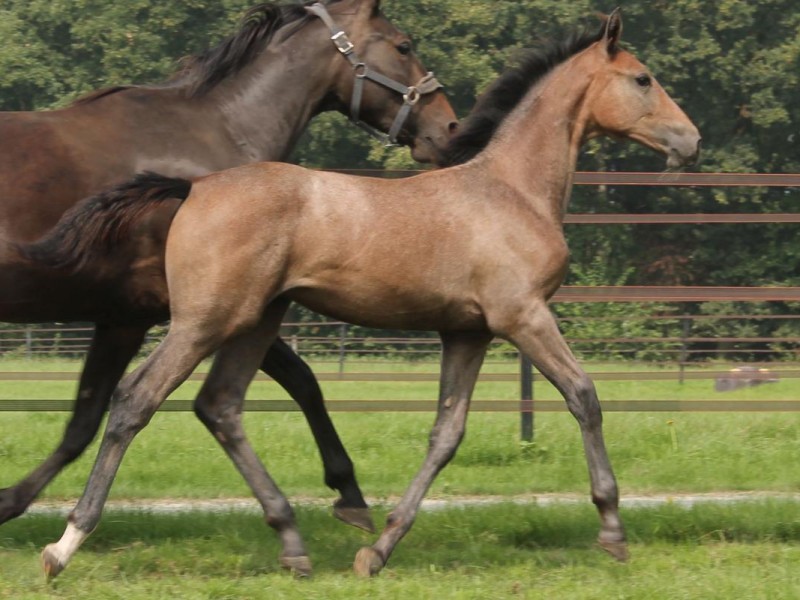 d'O Horses buys Chacoon Blue x Halfsister Itot du Château
