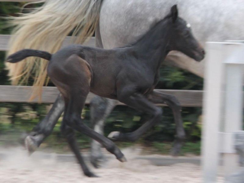 Pony foal with exeptional pedigree born and for sale - Cyklon Texas x Goliath x Dexter