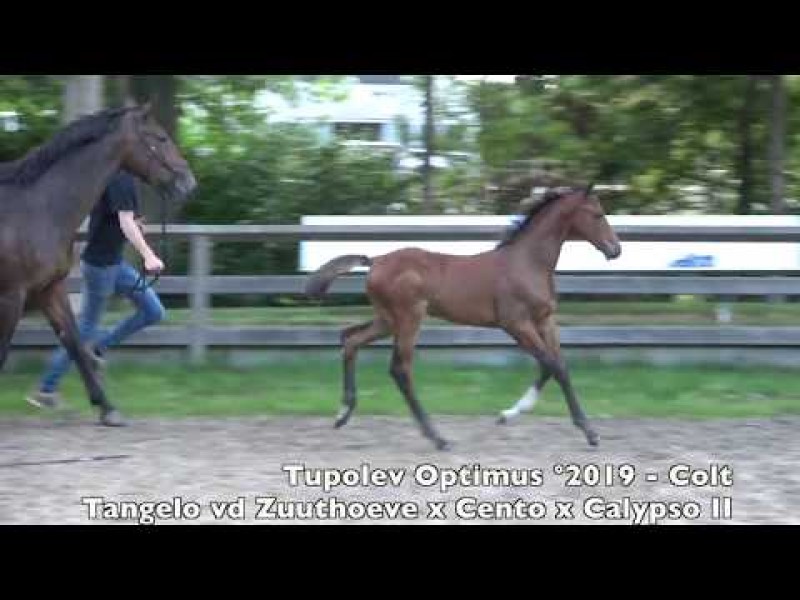 Horseman Elite Auction - Tupolev Optimus - Tangelo x Cento