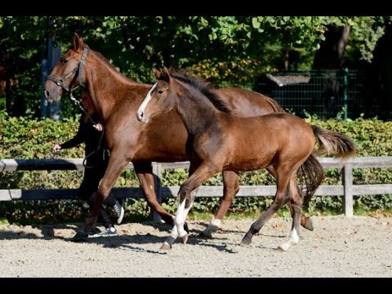 HippoChamp Auction 6-11-'18   Filly from the sister of SX Hidalgo VG