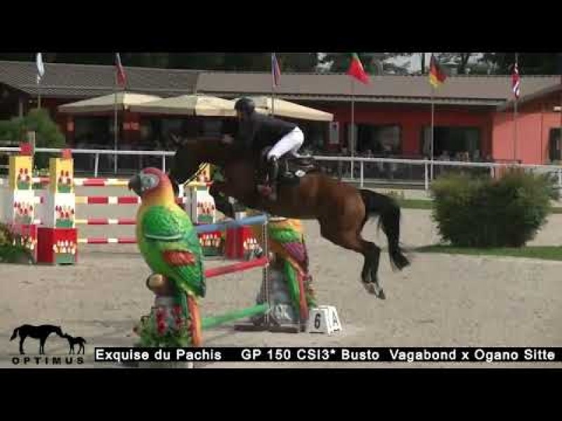 Exquise du Pachis clear in GP CSI3* Busto