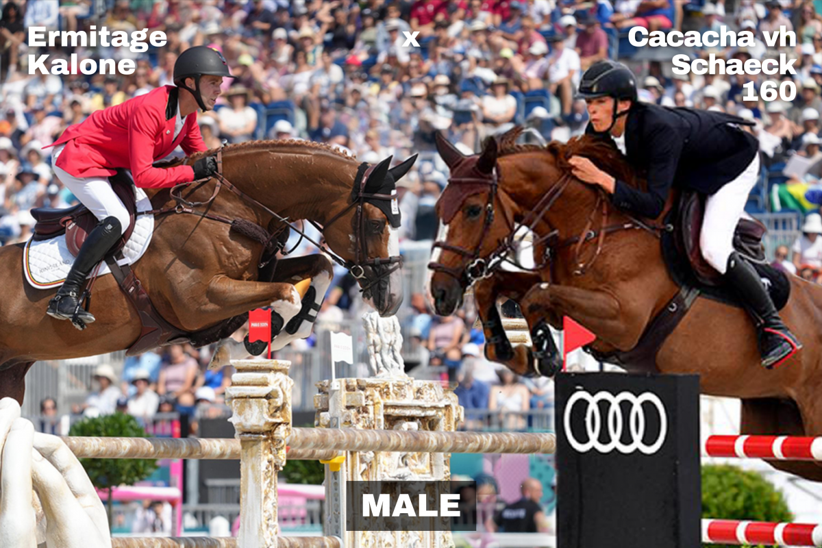 paard-11-142936.png