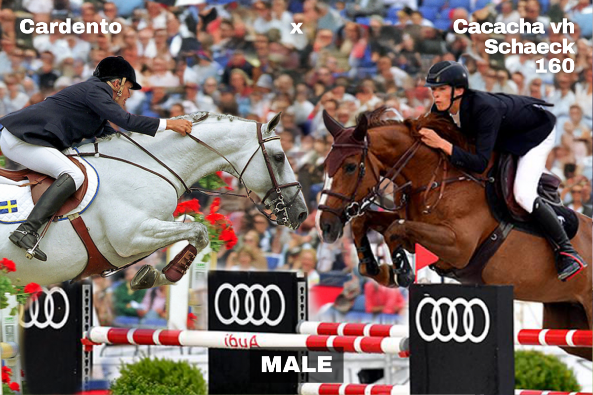 paard-12-143729.png