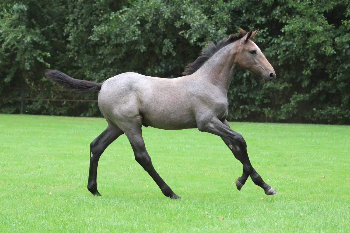 paard-3j3a0013.jpeg