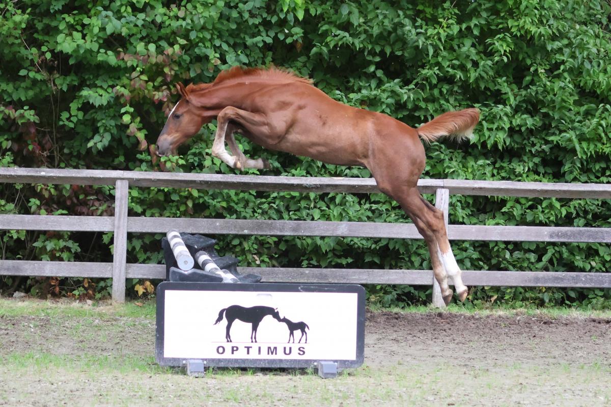 paard-3j3a0722.jpeg