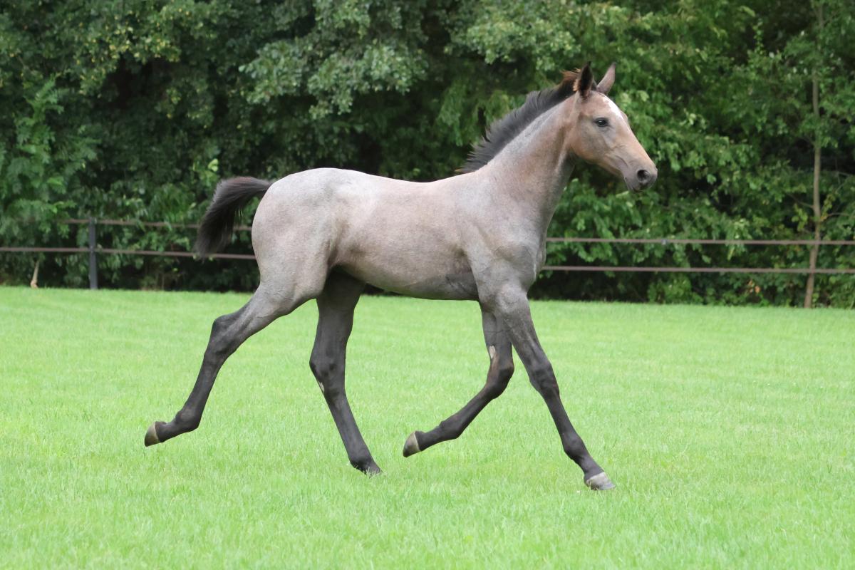 paard-3j3a0816.jpeg