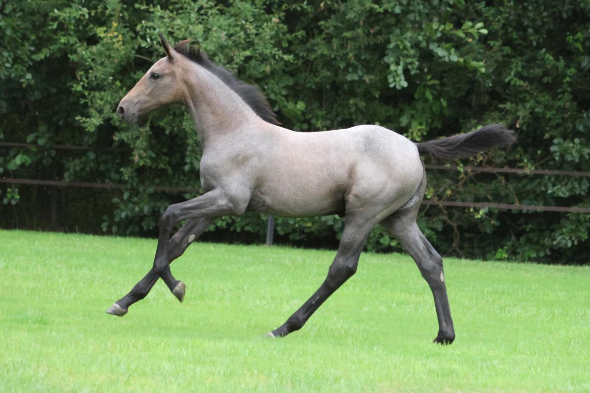 paard-3j3a0869.jpeg
