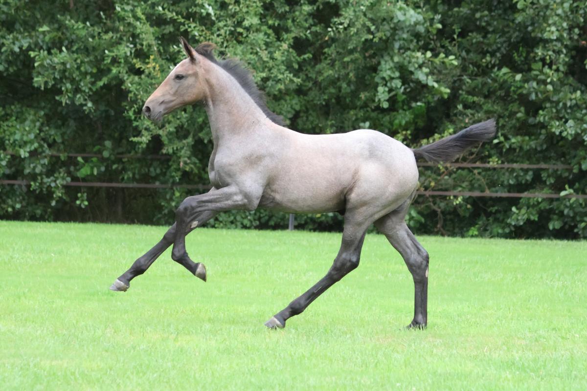 paard-3j3a0988.jpeg