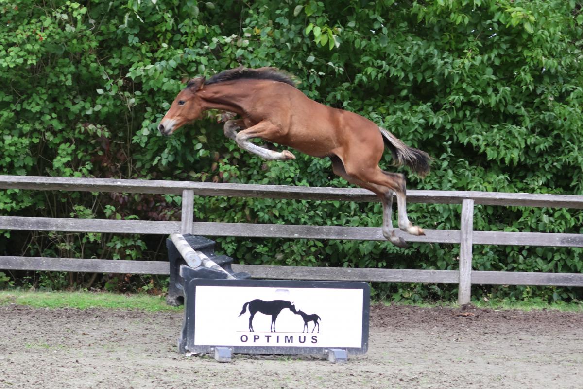 paard-3j3a2316.jpeg