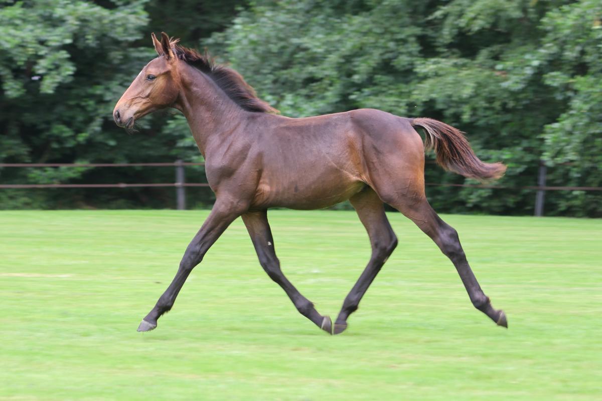 paard-3j3a4187.jpeg