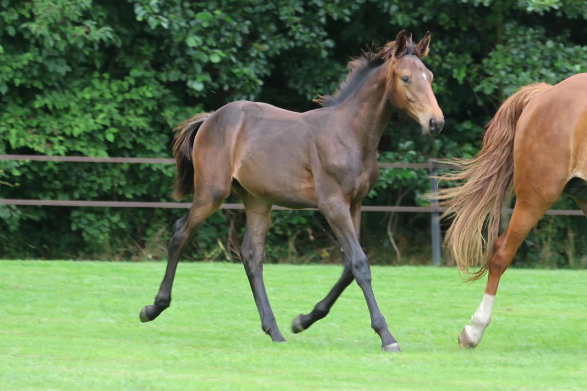 paard-3j3a4250-1.jpeg