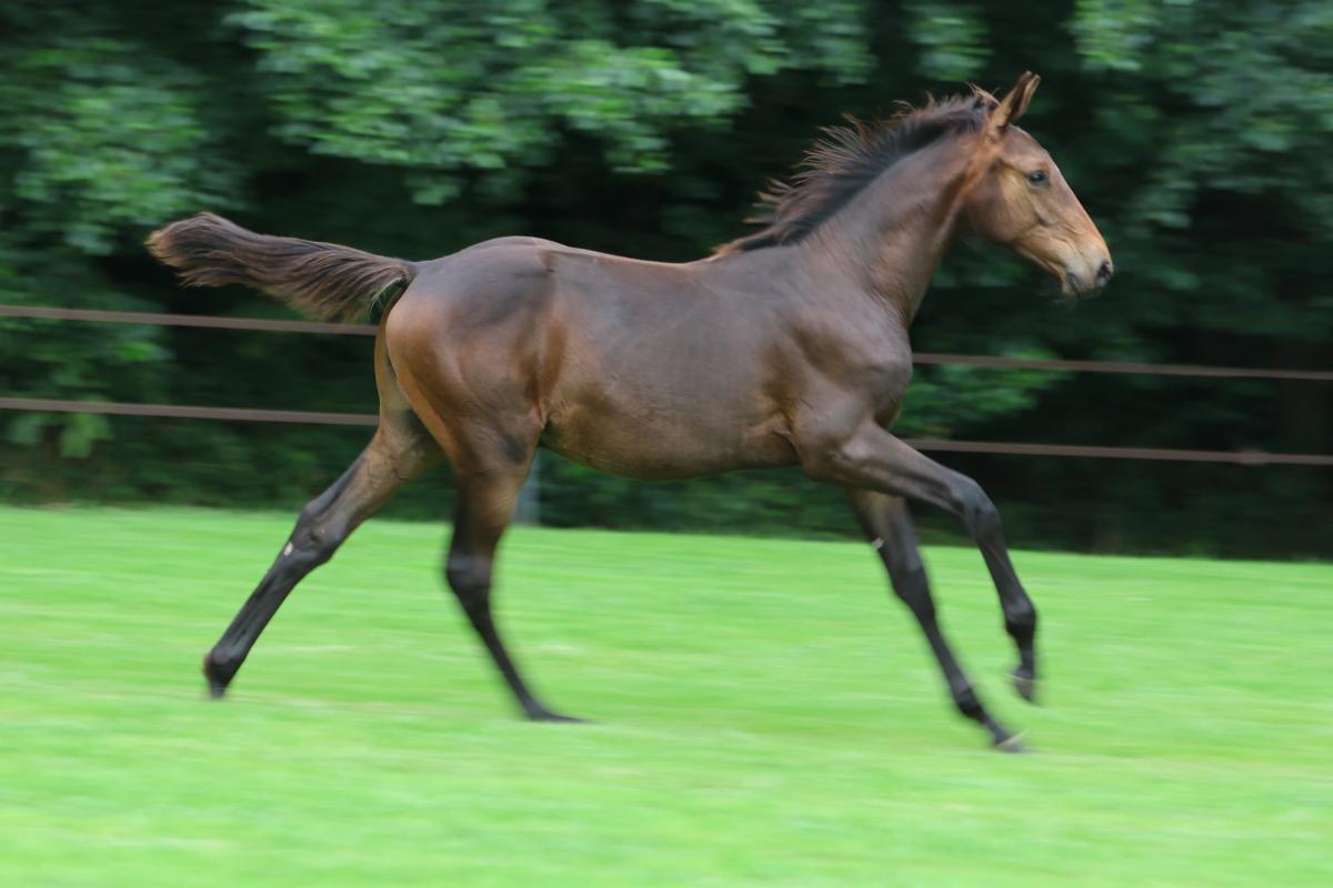 paard-3j3a4579.jpeg