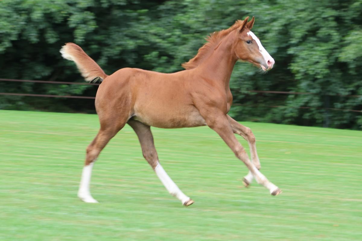 paard-3j3a7925.jpeg