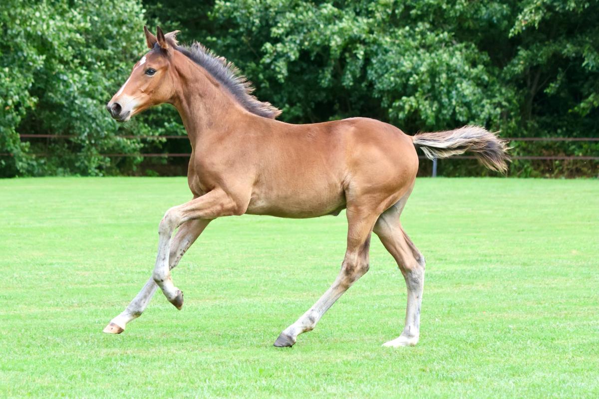 paard-3j3a8033-1.jpeg