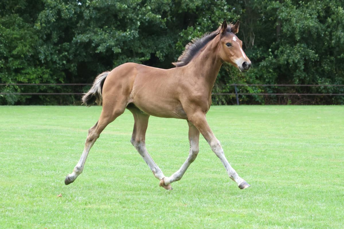 paard-3j3a9010.jpg