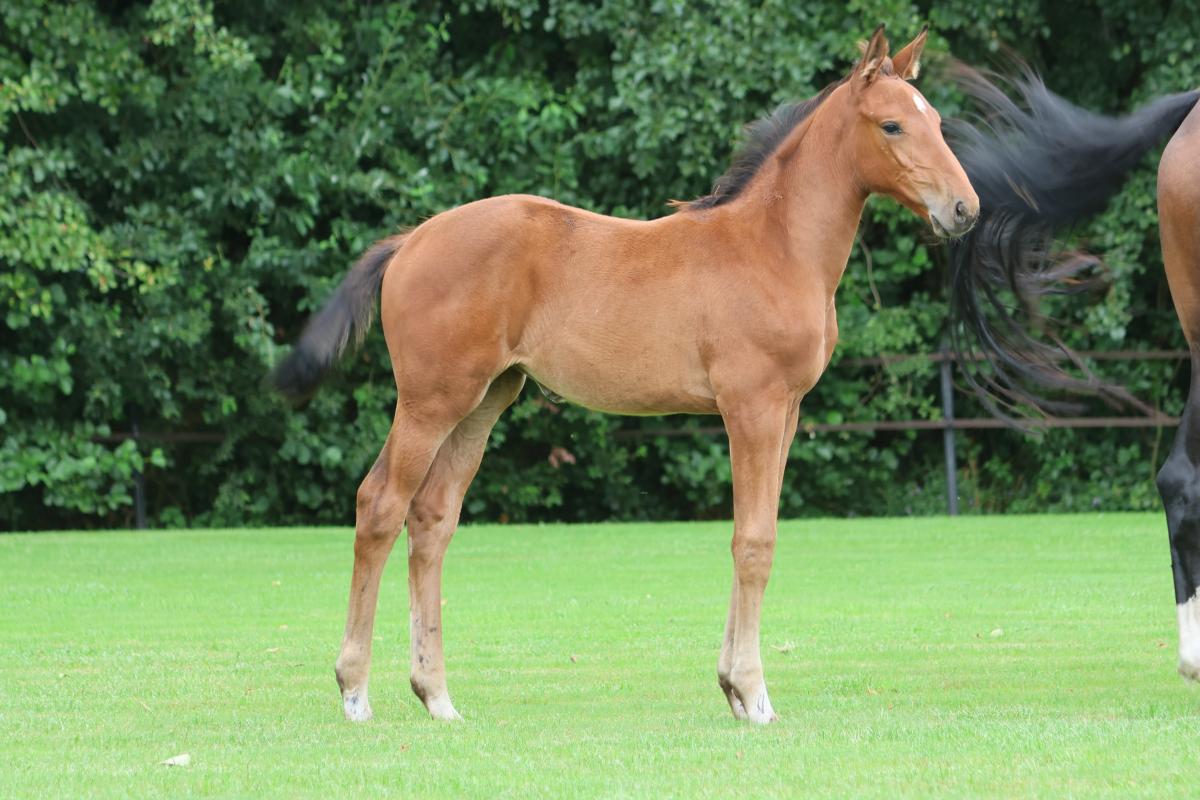 paard-3j3a9111-211230.jpeg