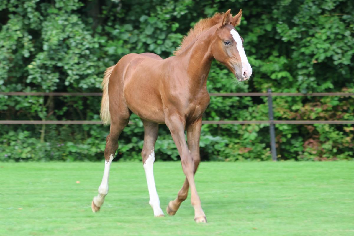paard-3j3a9562-1.jpeg