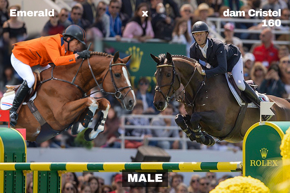 paard-5-143943.png