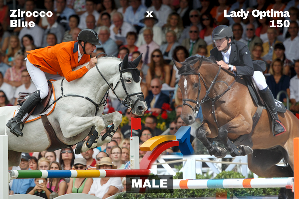paard-6-144126.png