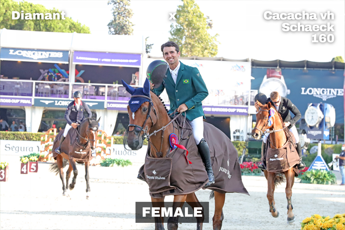 paard-9-143111.png