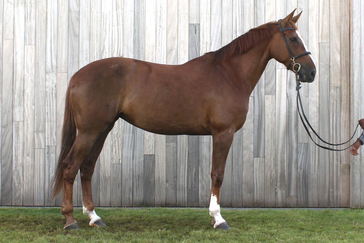 paard-cacacha-gras-110754.jpg