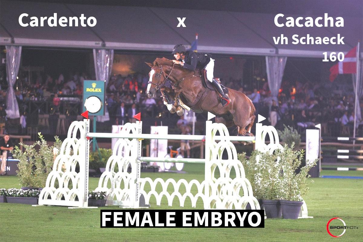 paard-cardento-female-21-131251.jpeg