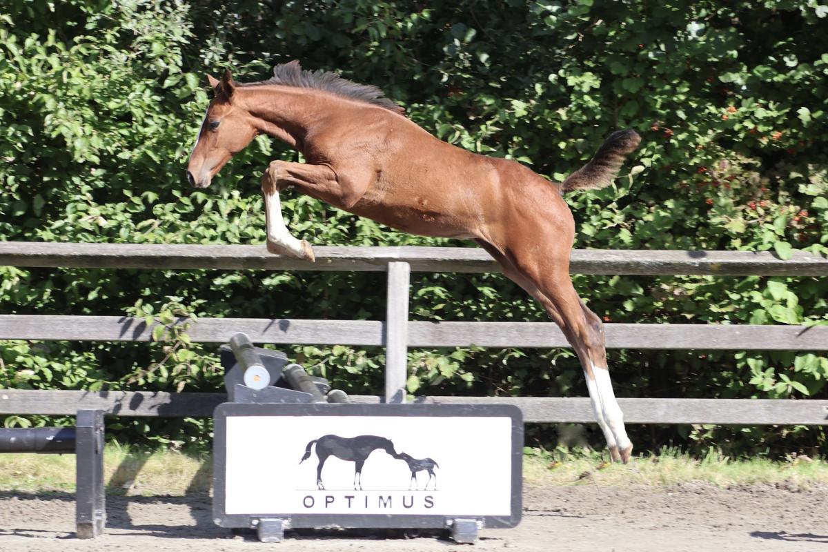 paard-ekatarina.jpeg