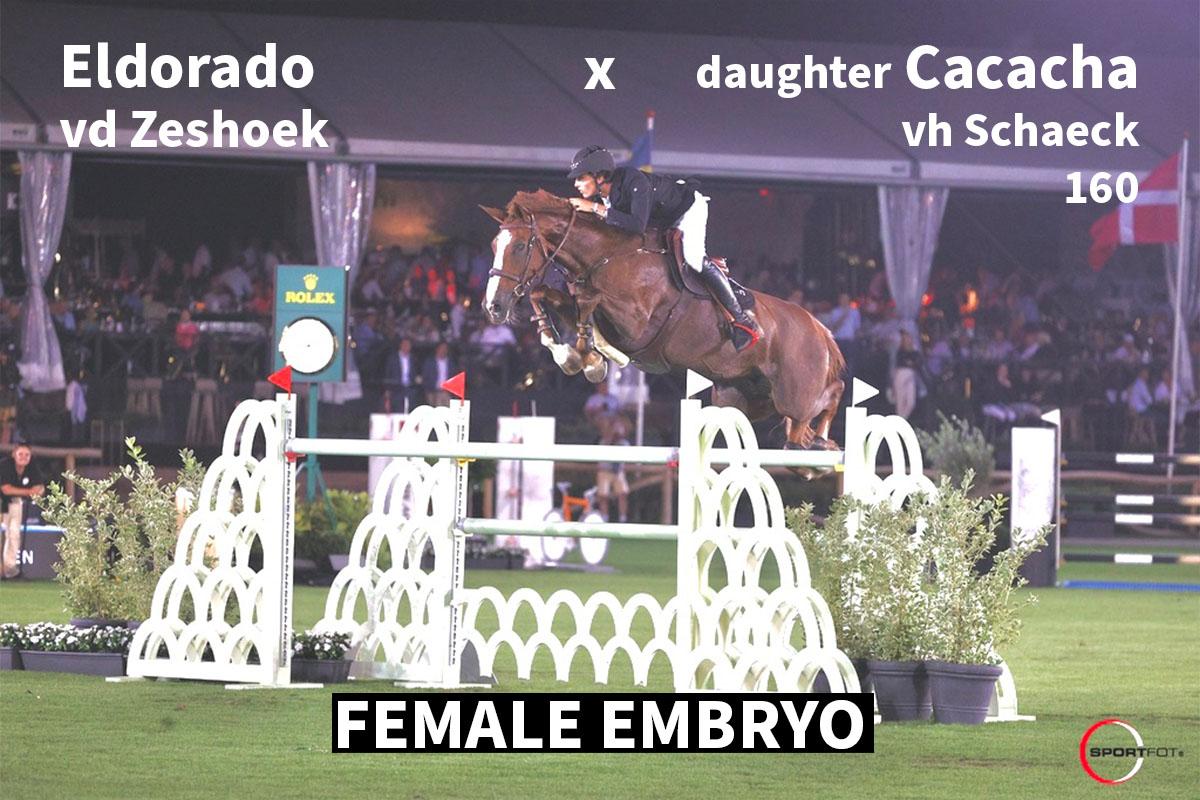paard-eldorado-female-21-135104.jpeg