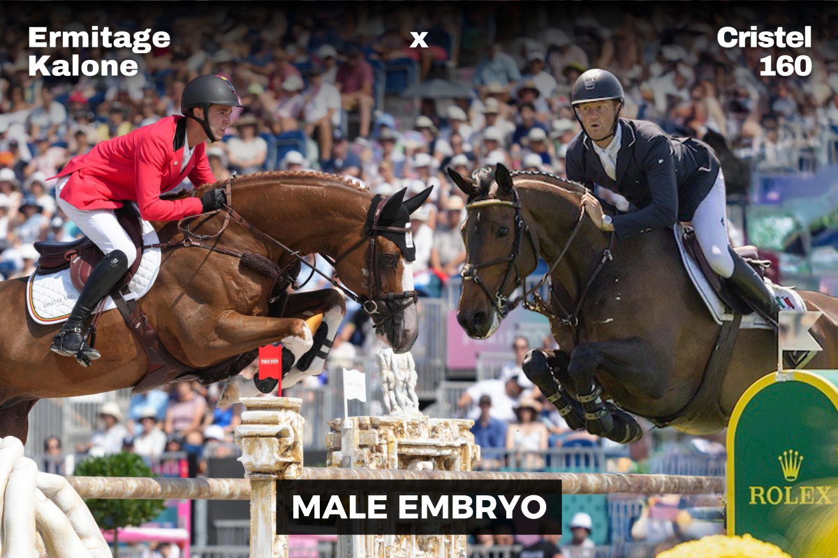 paard-ermitage-x-cristel-male.png
