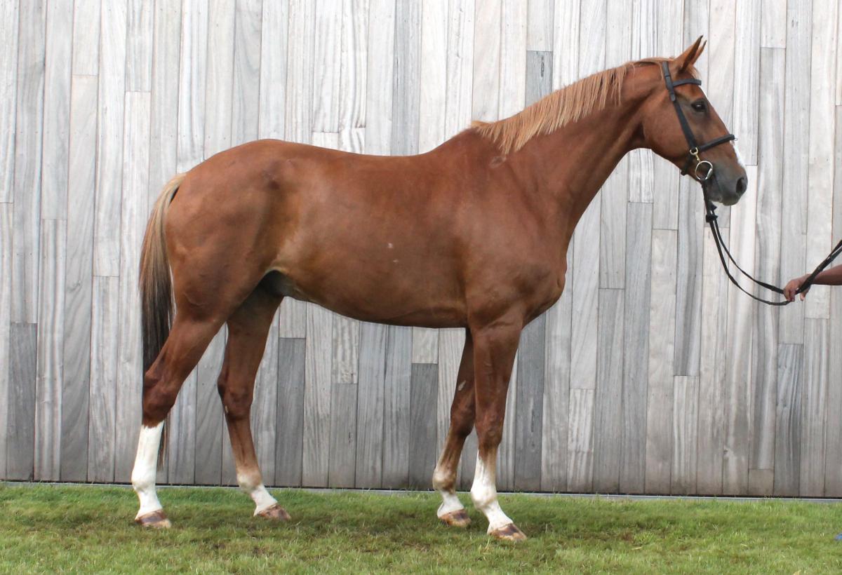 paard-fantast-140924.jpg