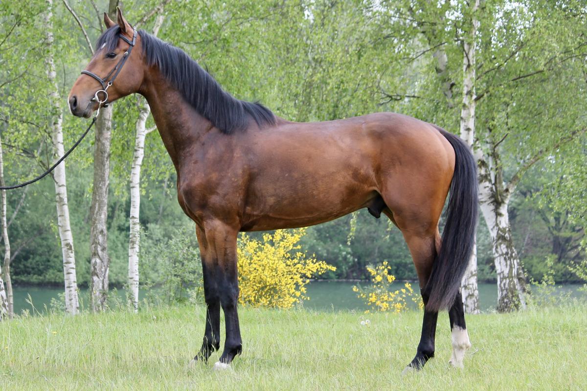 paard-fullsizeoutput3b70-165742.jpeg