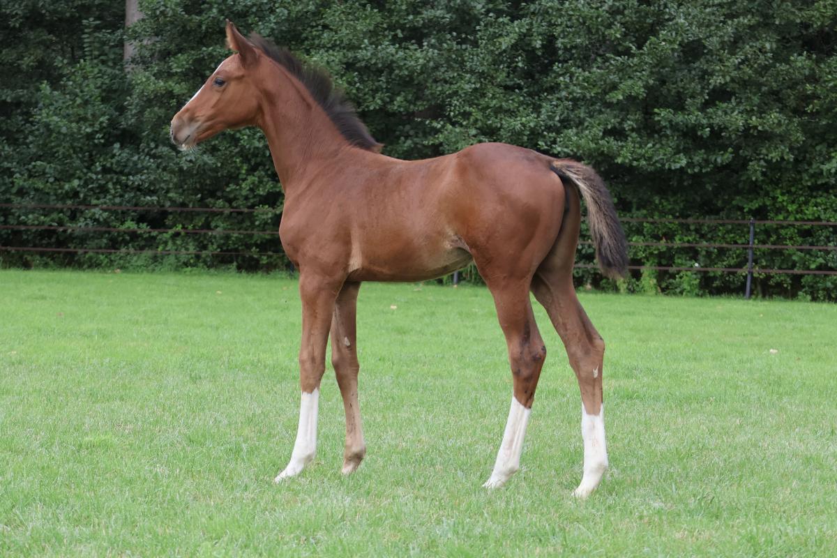 paard-fullsizeoutput3e12.jpeg