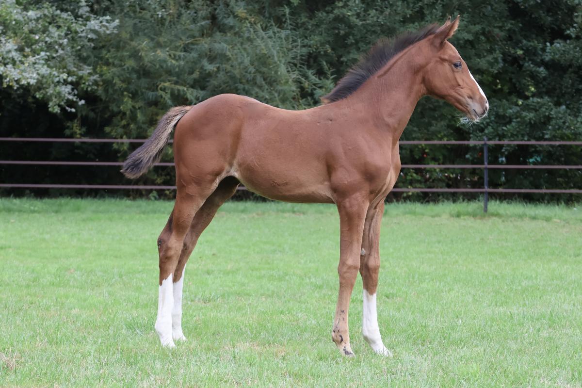 paard-fullsizeoutput3e22.jpeg