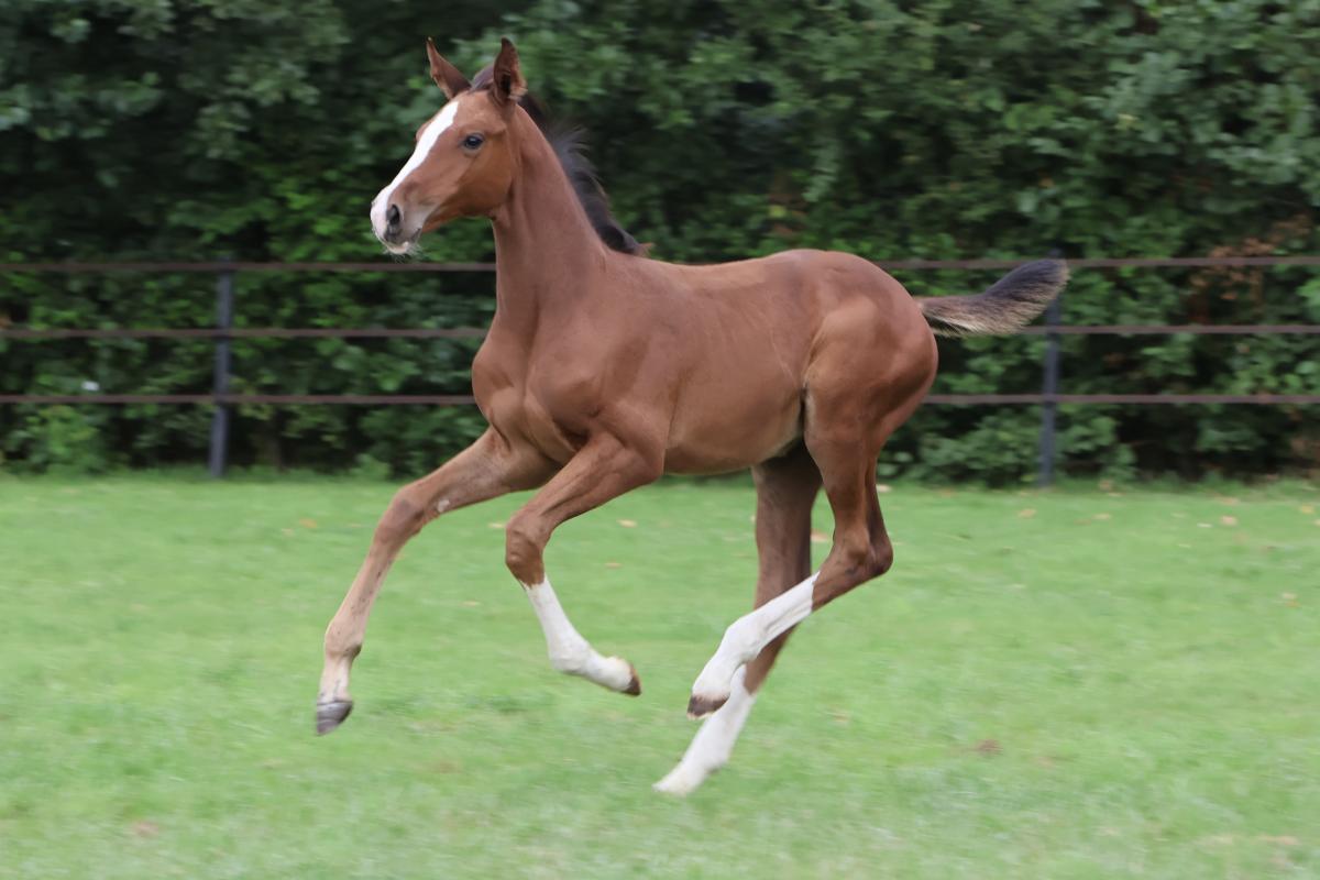 paard-fullsizeoutput3e23.jpeg