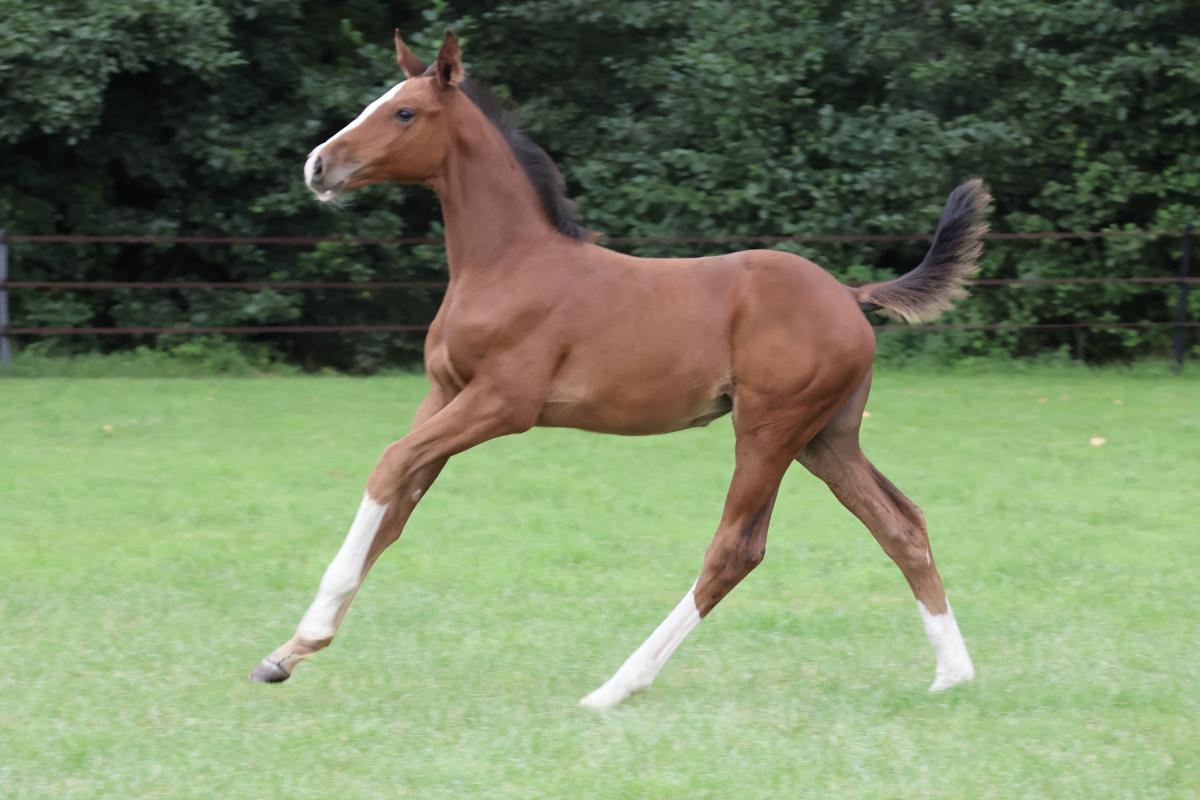 paard-fullsizeoutput3e24.jpeg