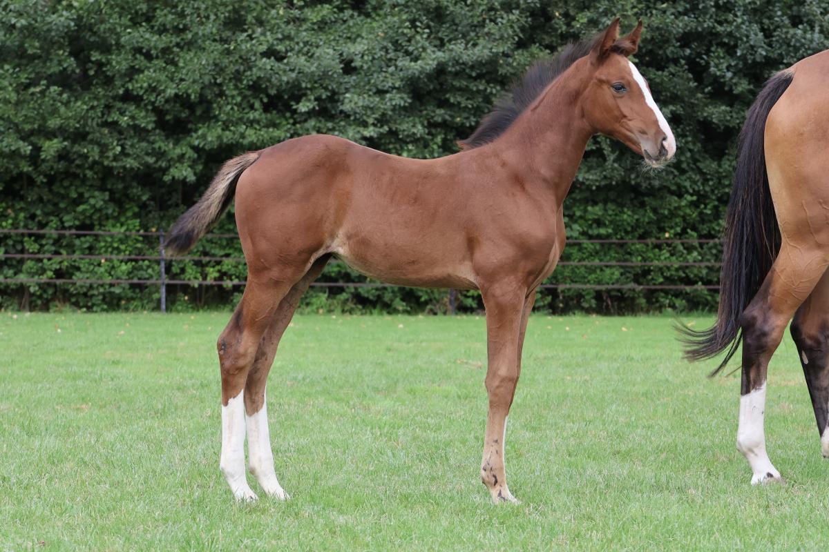 paard-fullsizeoutput3e26.jpeg