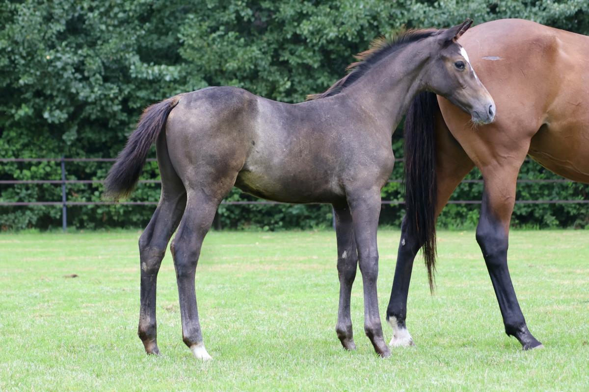 paard-fullsizeoutput3f91.jpeg