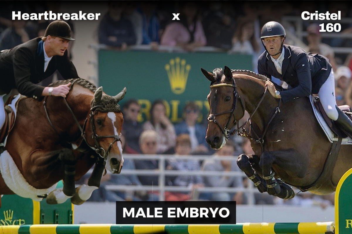 paard-heartbreaker-x-crsitel-male.png