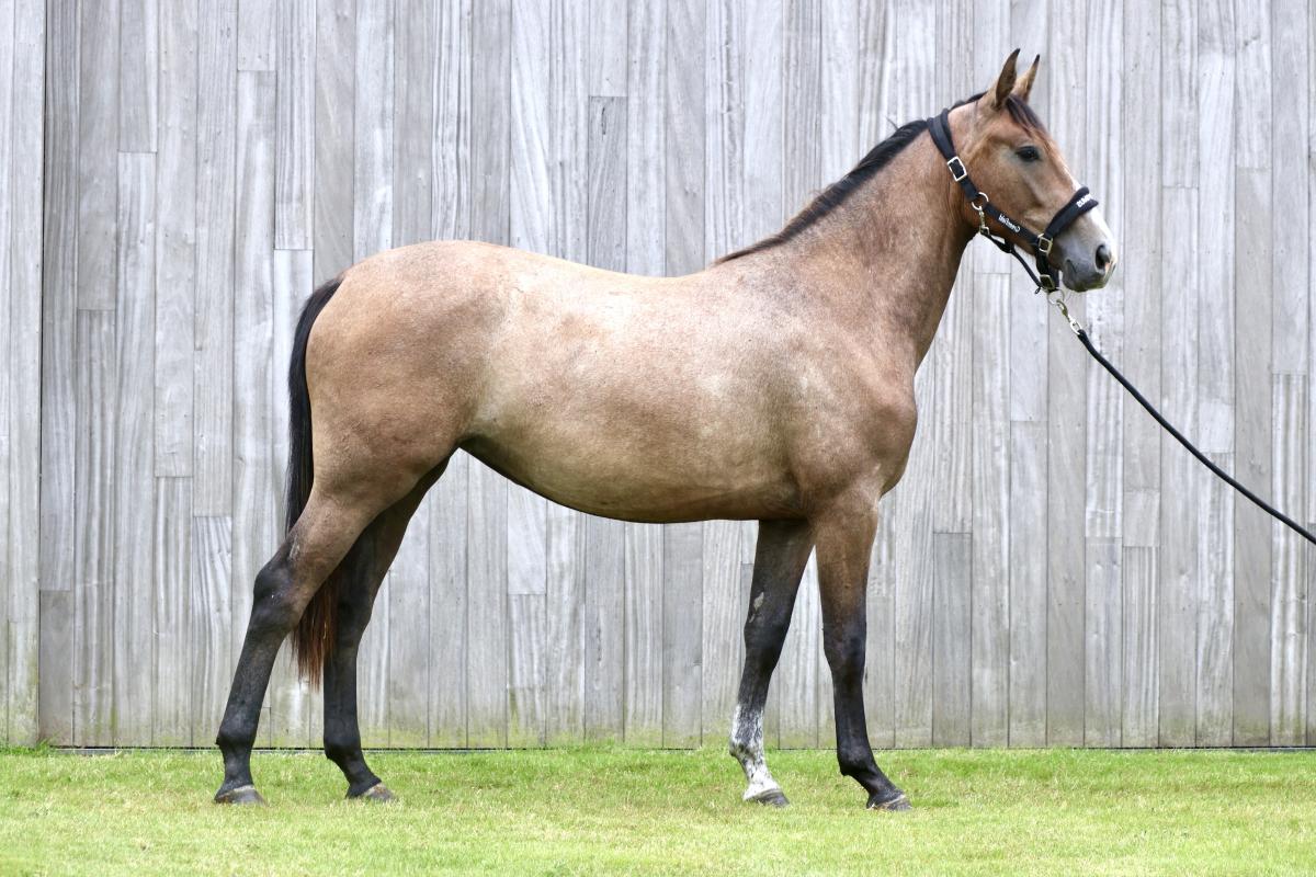 paard-img6461-2.jpg