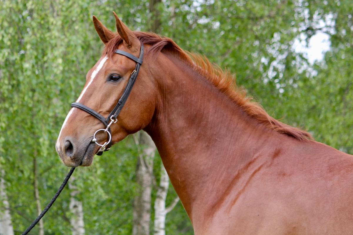 paard-img6707.jpg