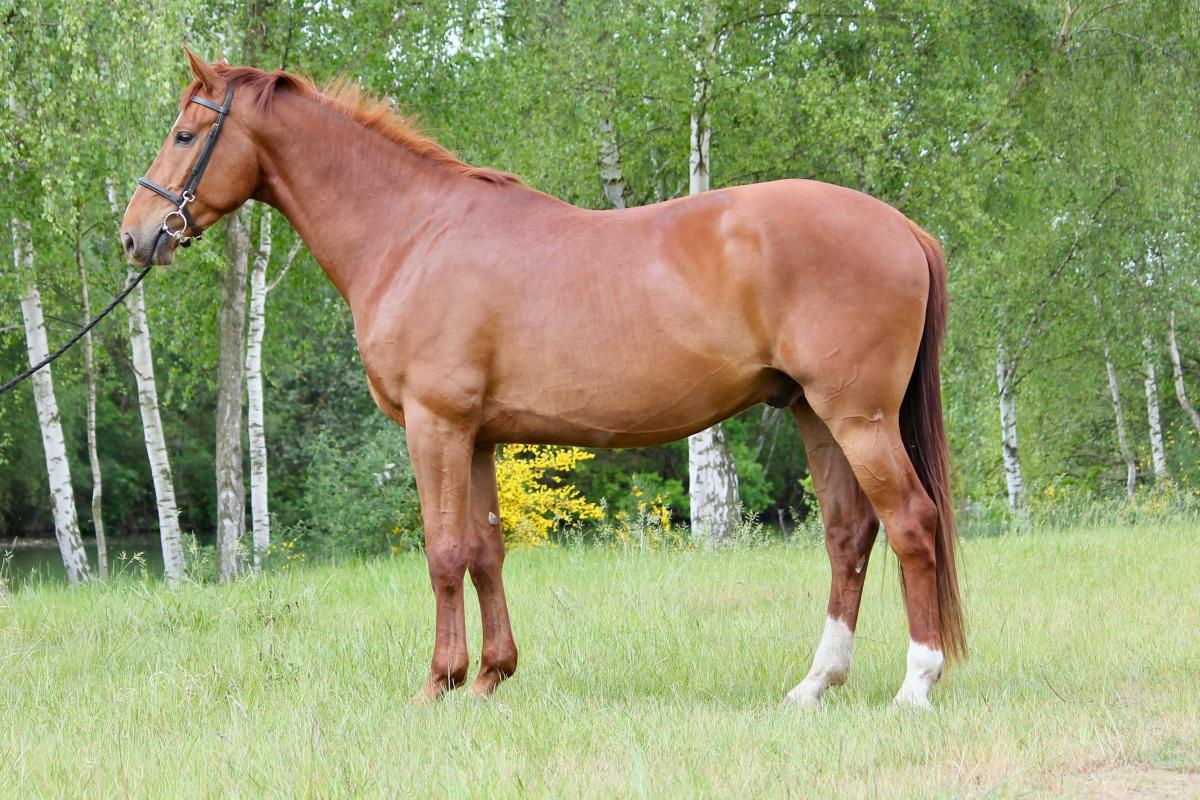 paard-img6728.jpg