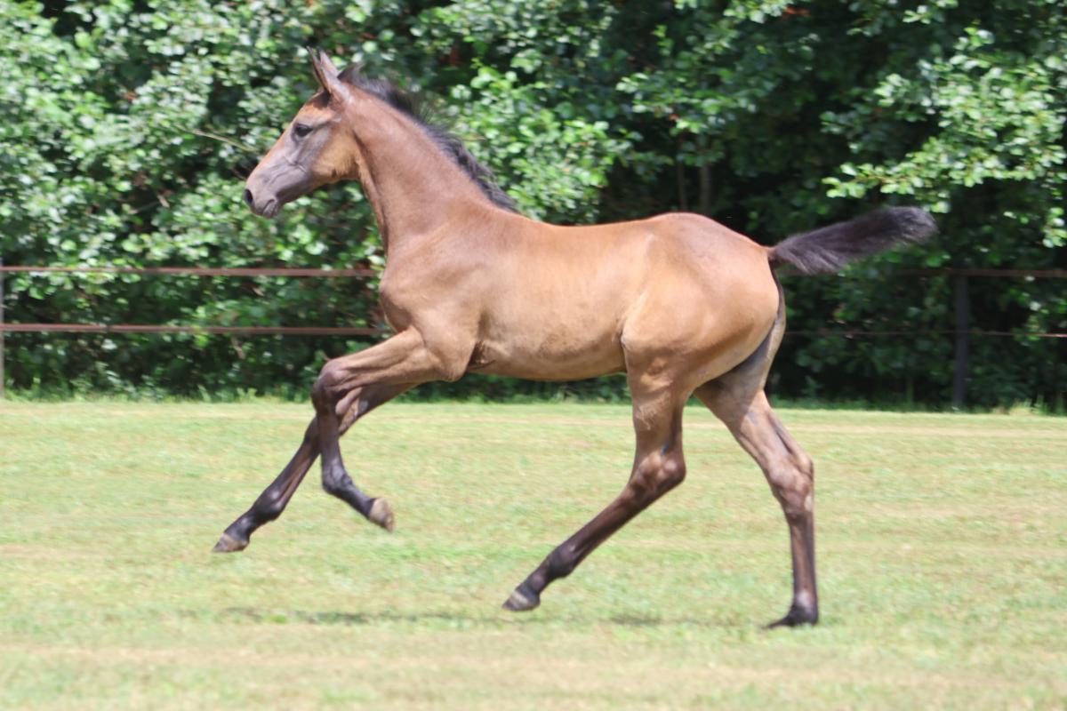 paard-img7770-184110.jpeg