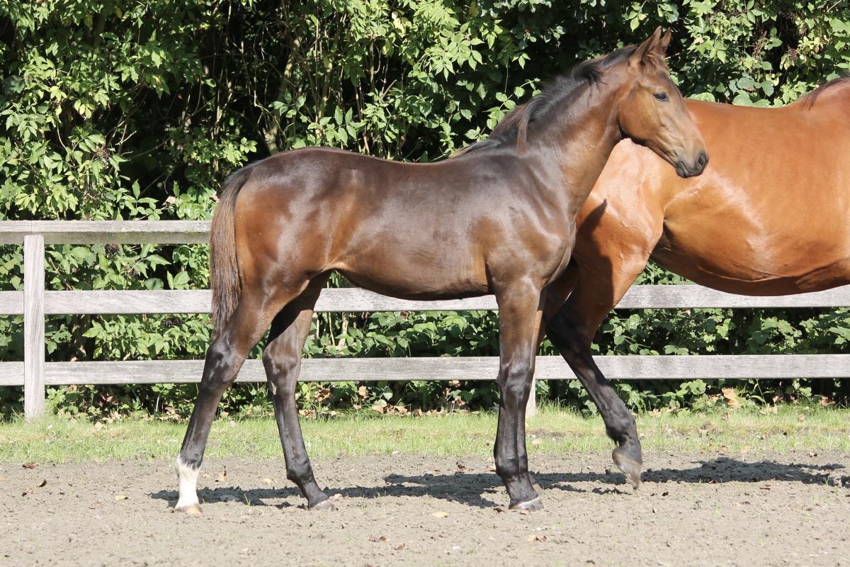 paard-img8338.jpg