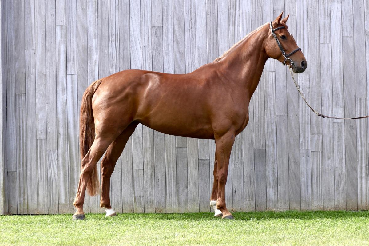 paard-img9006.jpg