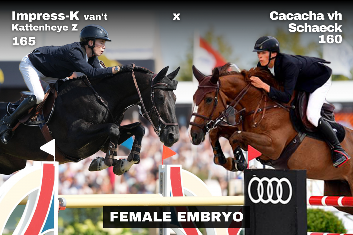 paard-impress-x-cacacha-female.png