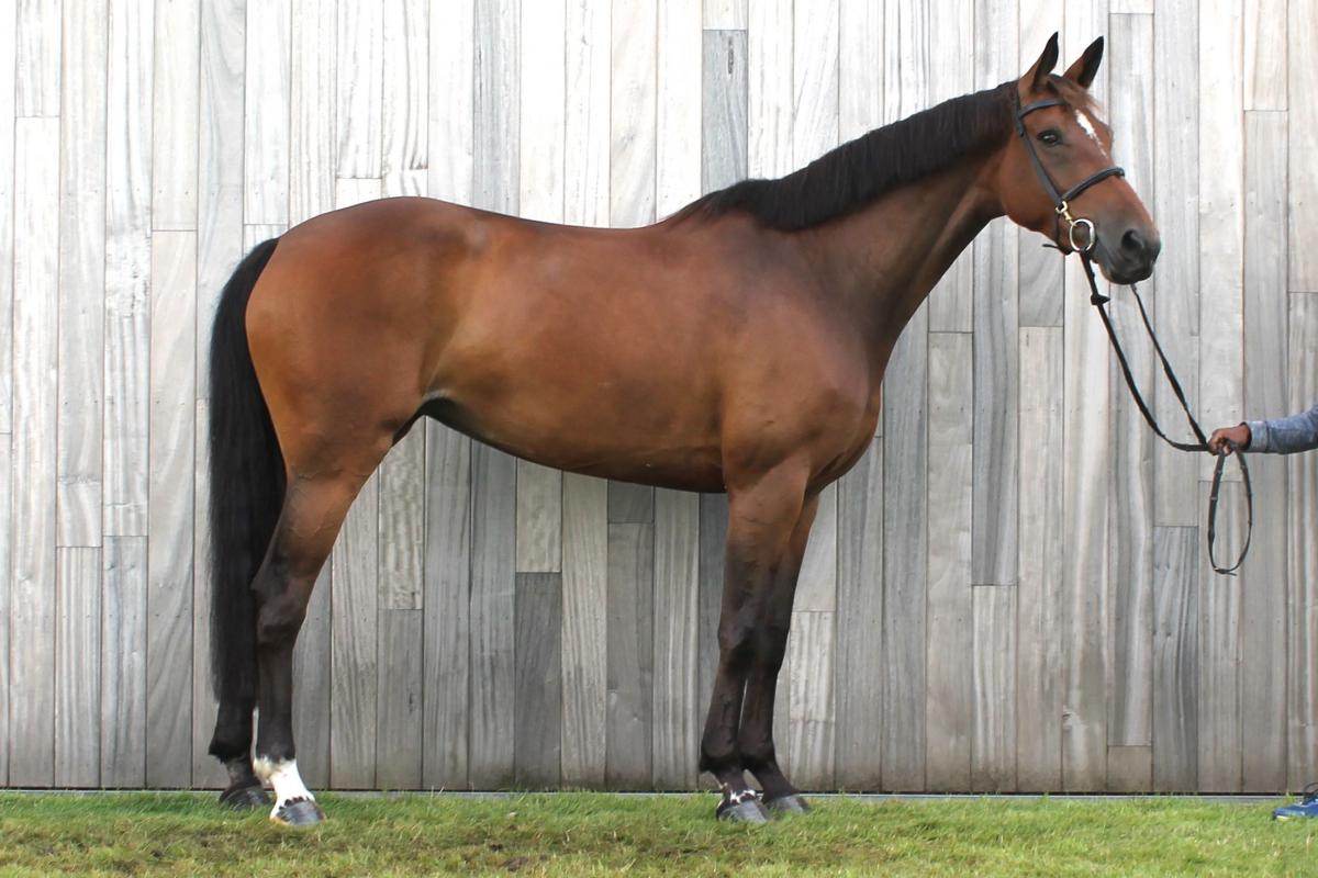 paard-lady-gras-141021.jpg